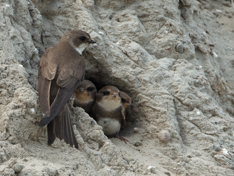 Riparia riparia Sand Martin Oeverzwaluw